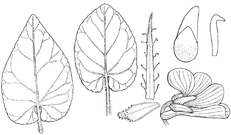 Viola alba
